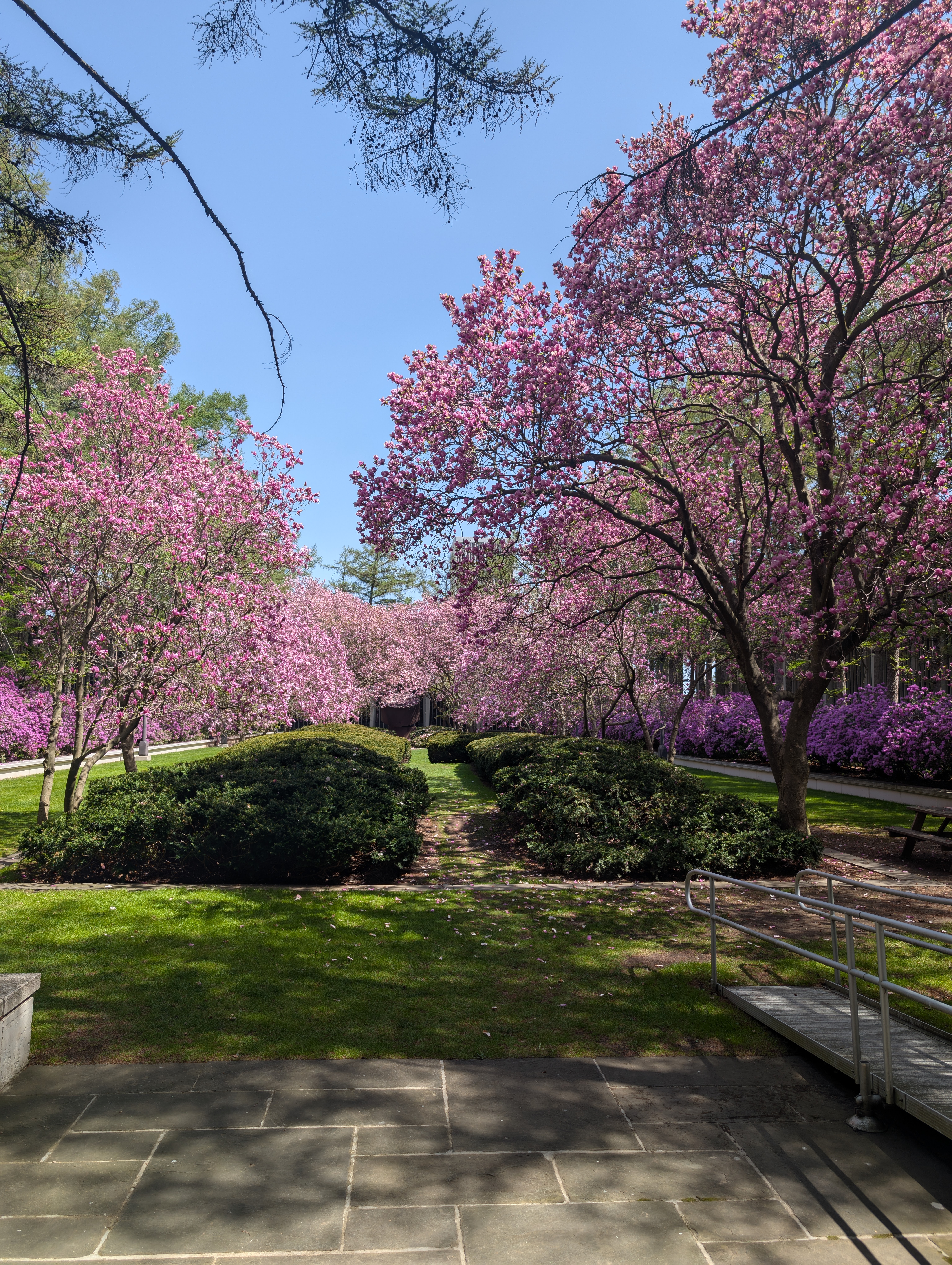 Beautiful CherryBlossom right outside my class